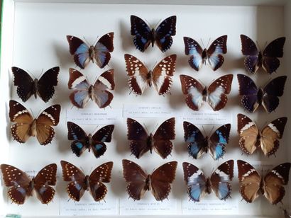 Grande boîte entomologique vitrée comprenant...