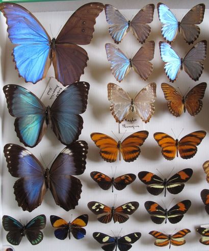 Grande boîte entomologique vitrée comprenant...