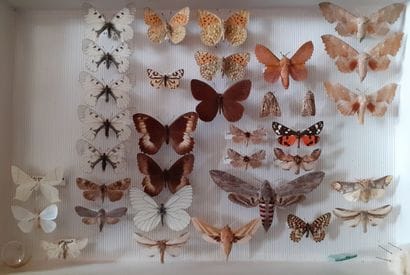 Entomological glass box with 34 specimens...