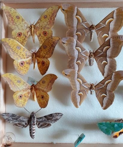 Boîte entomologique vitrée comprenant 10...