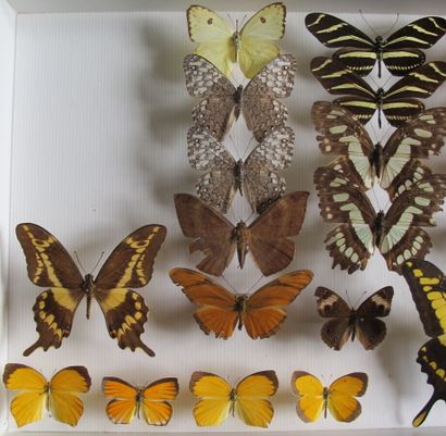 Boîte entomologique vitrée comprenant 25...