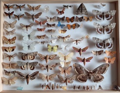 Grande boîte entomologique vitrée comprenant...