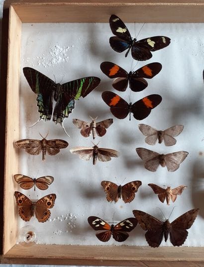 Large glass entomological box containing...