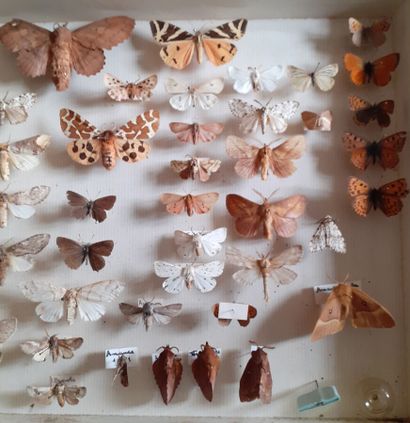 Entomological glass box with more than 50...