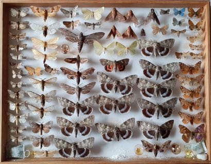 Large glass entomological box with more than...