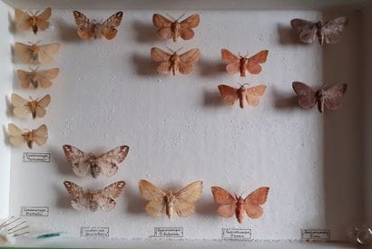 Entomological glass box containing 16 specimens...