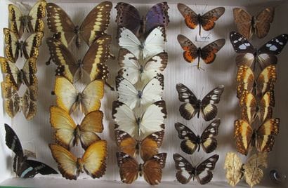Glass entomological box containing 28 specimens...
