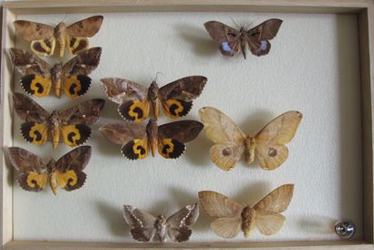 Boîte entomologique vitrée comprenant 10...