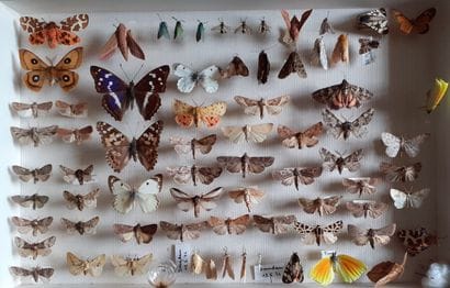 Boîte entomologique vitrée comprenant plus...