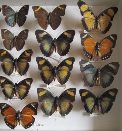 Glass entomological box containing 21 specimens...