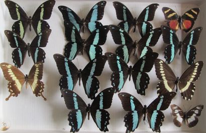 Glass entomological box containing 15 specimens...