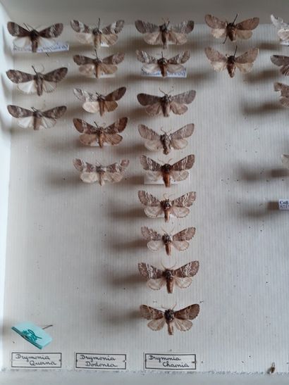 Boîte entomologique vitrée comprenant 41...