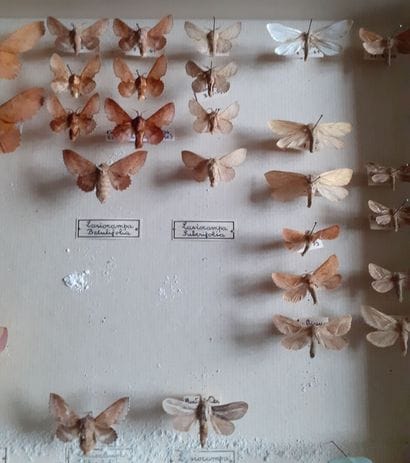 Entomological glass box containing 31 specimens...