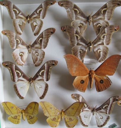 Grande boîte entomologique vitrée comprenant...