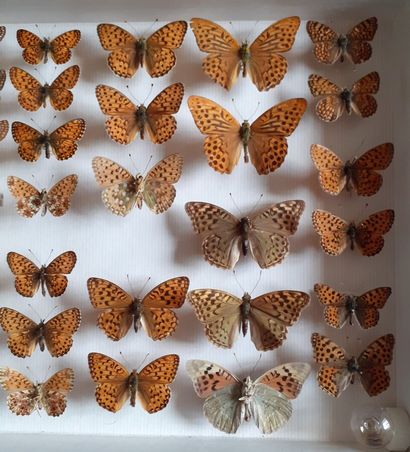 Boîte entomologique vitrée comprenant 44...