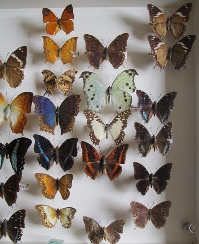 Large glass entomological box containing...