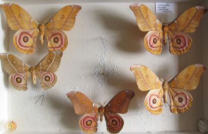 Boîte entomologique vitrée comprenant 5 spécimens...