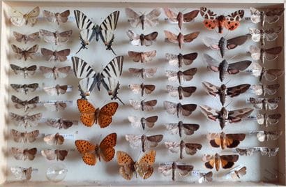 Entomological glass box with more than 50...