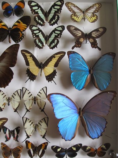 Grande boîte entomologique vitrée comprenant...