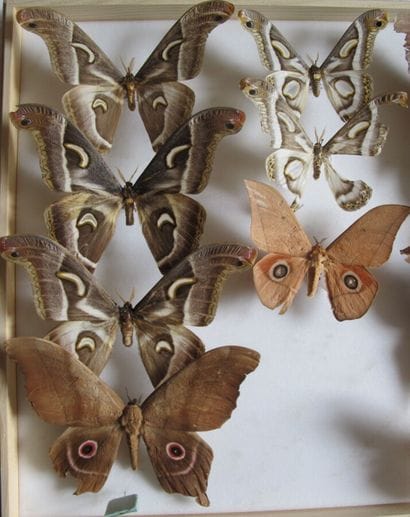 Grande boîte entomologique vitrée comprenant...