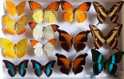 Glass entomological box containing 14 specimens...