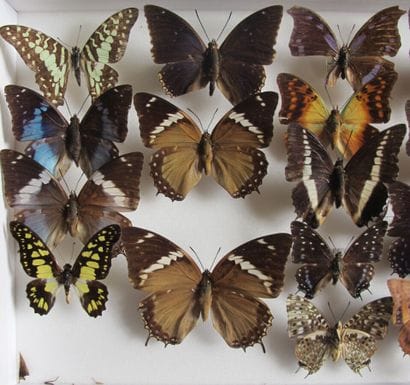 Glass entomological box containing 20 specimens...