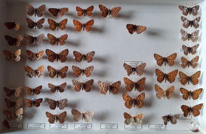 Entomological glass box containing 46 specimens...