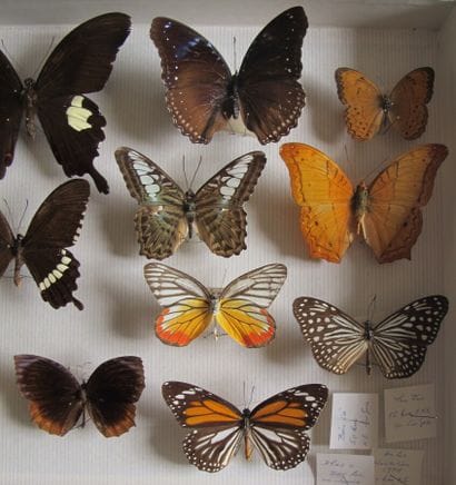 Glass entomological box containing 15 specimens...