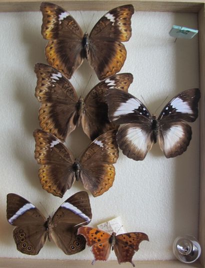 Boîte entomologique vitrée comprenant 19...