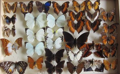 Boîte entomologique vitrée comprenant 33...