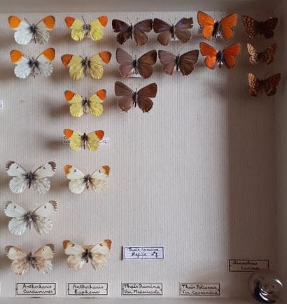 Entomological glass box containing 40 specimens...