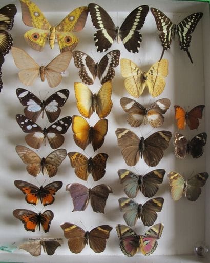 Large glass entomological box with more than...