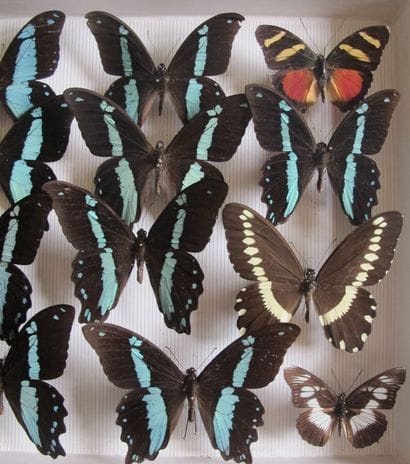 Glass entomological box containing 15 specimens...