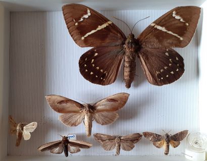 Boîte entomologique vitrée comprenant 6 spécimens...