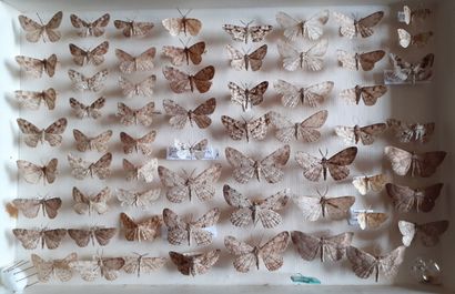 Boîte entomologique vitrée comprenant plus...