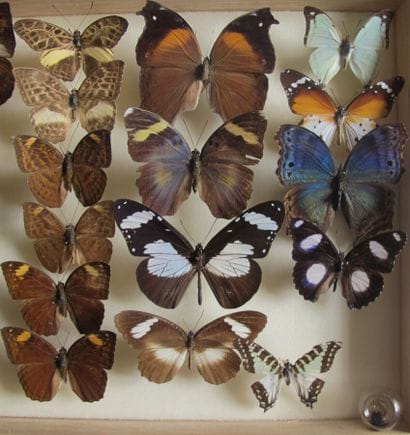 Glass entomological box containing 23 specimens...