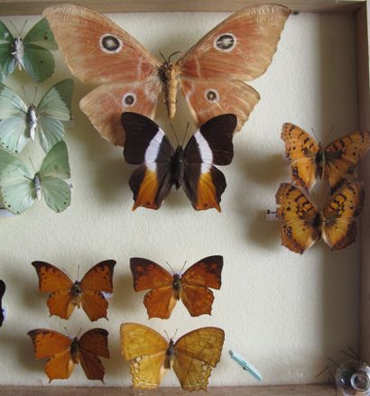 Boîte entomologique vitrée comprenant 19...