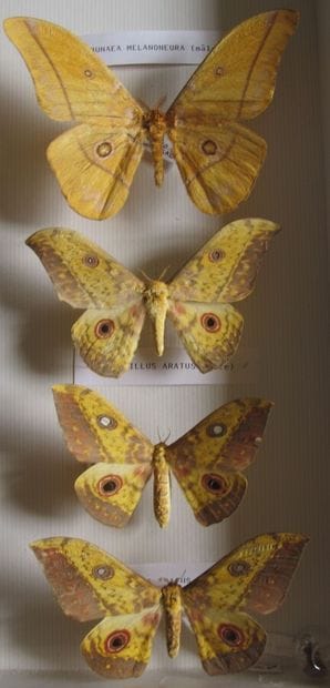 Large glass entomological box containing...