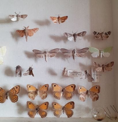 Entomological glass box containing about...