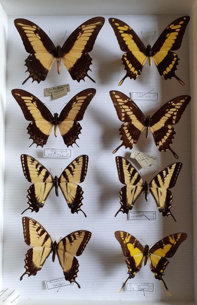 Boîte entomologique vitrée comprenant 8 spécimens...