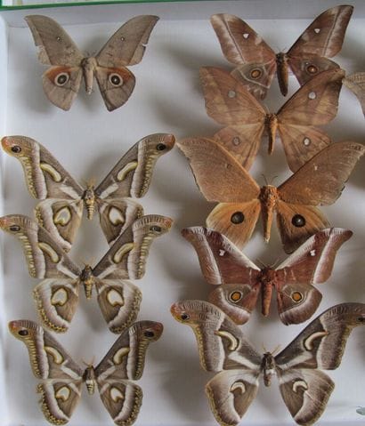 Grande boîte entomologique vitrée comprenant...