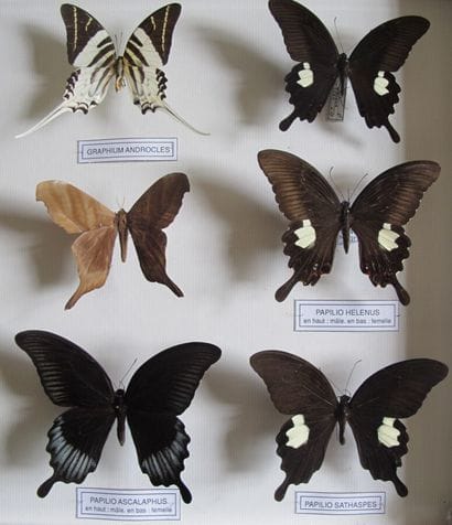 Large glass entomological box containing...