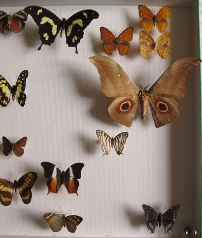 Grande boîte entomologique vitrée comprenant...