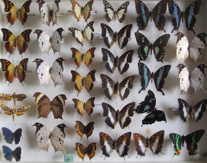 Grande boîte entomologique vitrée comprenant...