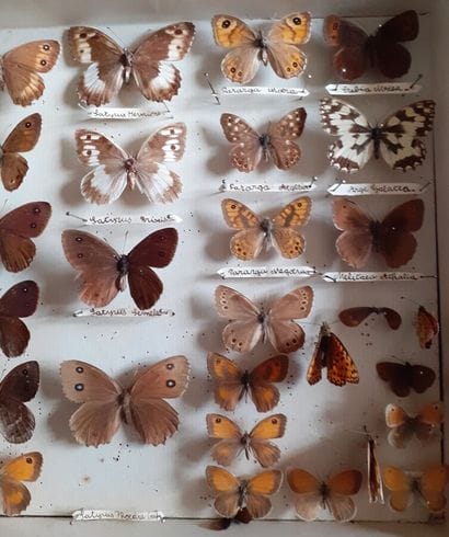 Entomological glass box containing 35 specimens...