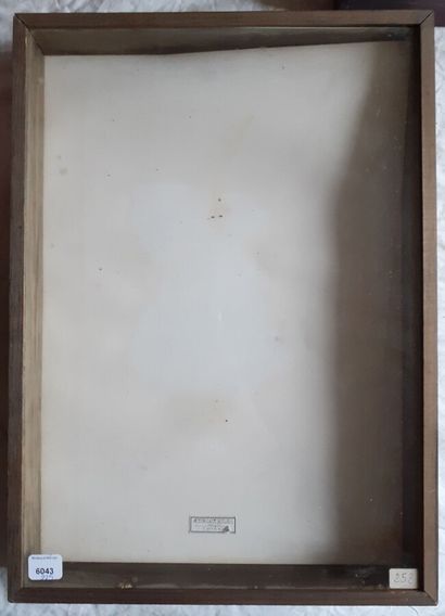 Boîte entomologique vitrée vide, en l'ét...