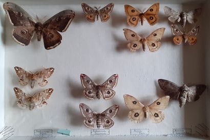Glass entomological box containing 12 specimens...