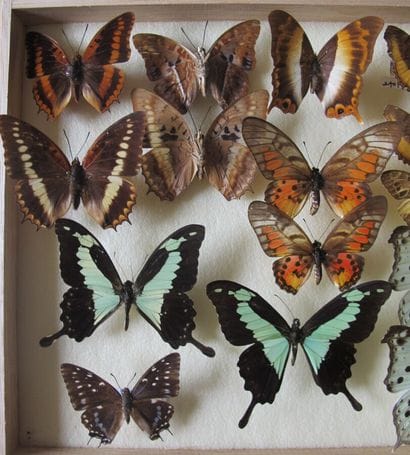 Boîte entomologique vitrée comprenant 24...