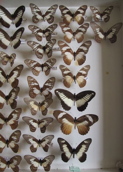 Grande boîte entomologique vitrée comprenant...