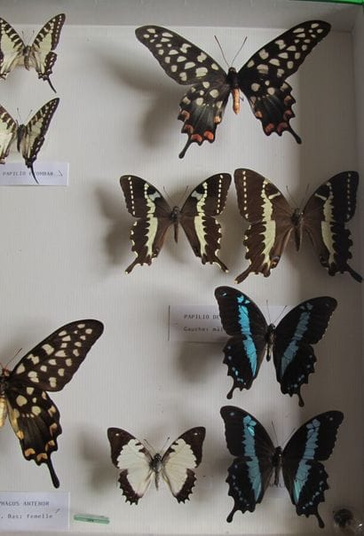 Large glass entomological box containing...